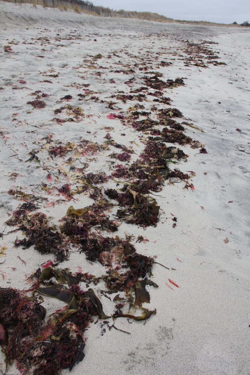 Several types of seaweed and shells can be found in the wrack line at Waterford Town Beach.