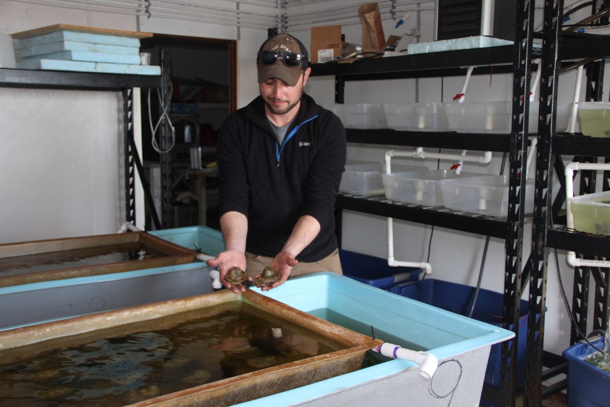 Marc Harrell, manager of Mystic Oysters, shows some of the shellfish growing in the hatchery at the Noank Aquaculture Co-op.