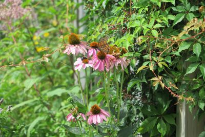 Purple coneflowers attract a monarch butterfly in Judy Preston's garden.