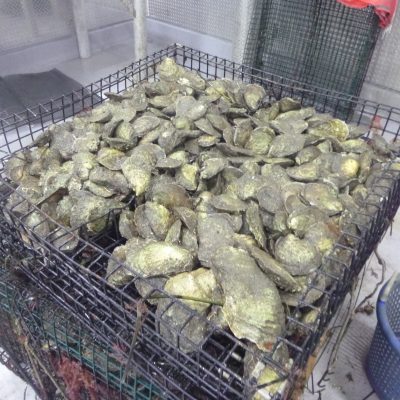 Freshly harvested oysters await packing and delivery in a refrigeration room at the Noank Aquaculture Cooperative.