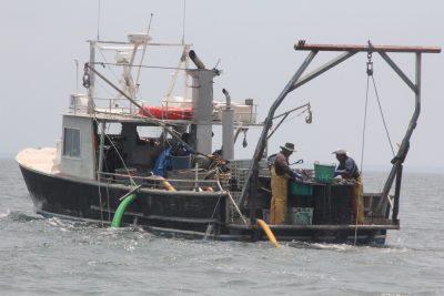 Crew members of Pot Luck, a vessel owned by Sam Fernandez of Sam's Seafood, sort clams from oysters as part of a restoration of natural shellfish beds near Bridgeport on June 10.