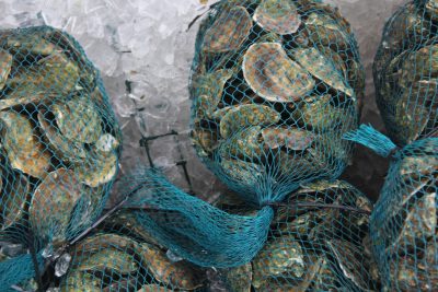 Oysters harvested from the Mystic River in May are packed on ice at a direct sales market that opened recently at the Noank Aquaculture Cooperative.