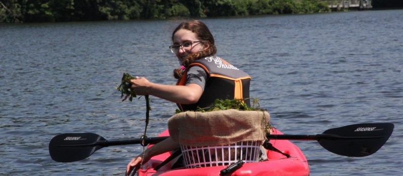 Lindsey Kollmer, CT River River Estuary Aquatic Invasive Plant Steward, pulls invasive water chestnut from Selden Cove