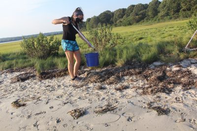 Emma O'Connor, a senior at Eckerd College in St. Petersburg, Fla., picks up trash on the marsh at Barn Island.
