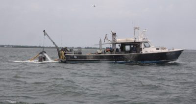 Crews aboard Pot Luck, a vessel owned by Sam Fernandez of Sam's Seafood, harvest clams from natural shellfish beds near Bridgeport on June 10 as part of the natural bed rehabilitation project.