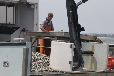 A G&B Shellfish Farm crewman sorts oysters from clams aboard the Stasie Frances on June 10. The vessel was working natural shellfish beds offshore from Fairfield as part of the natural shellfish bed restoration project led by Connecticut Sea Grant and the Connecticut Department of Agriculture/Bureau of Aquaculture.
