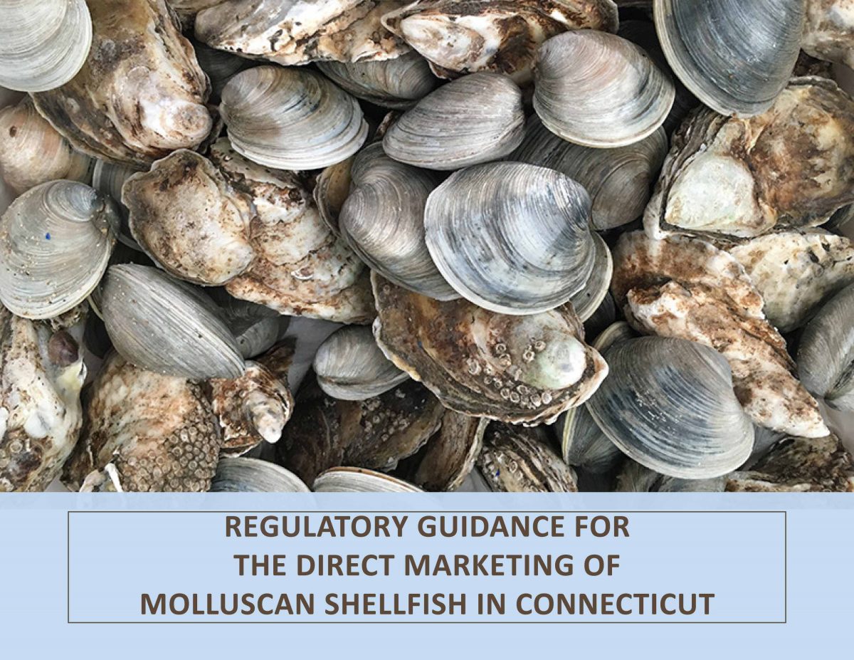Cover of Regulatory Guidance for the Direct Marketing of Molluscan Shellfish in Connecticut
