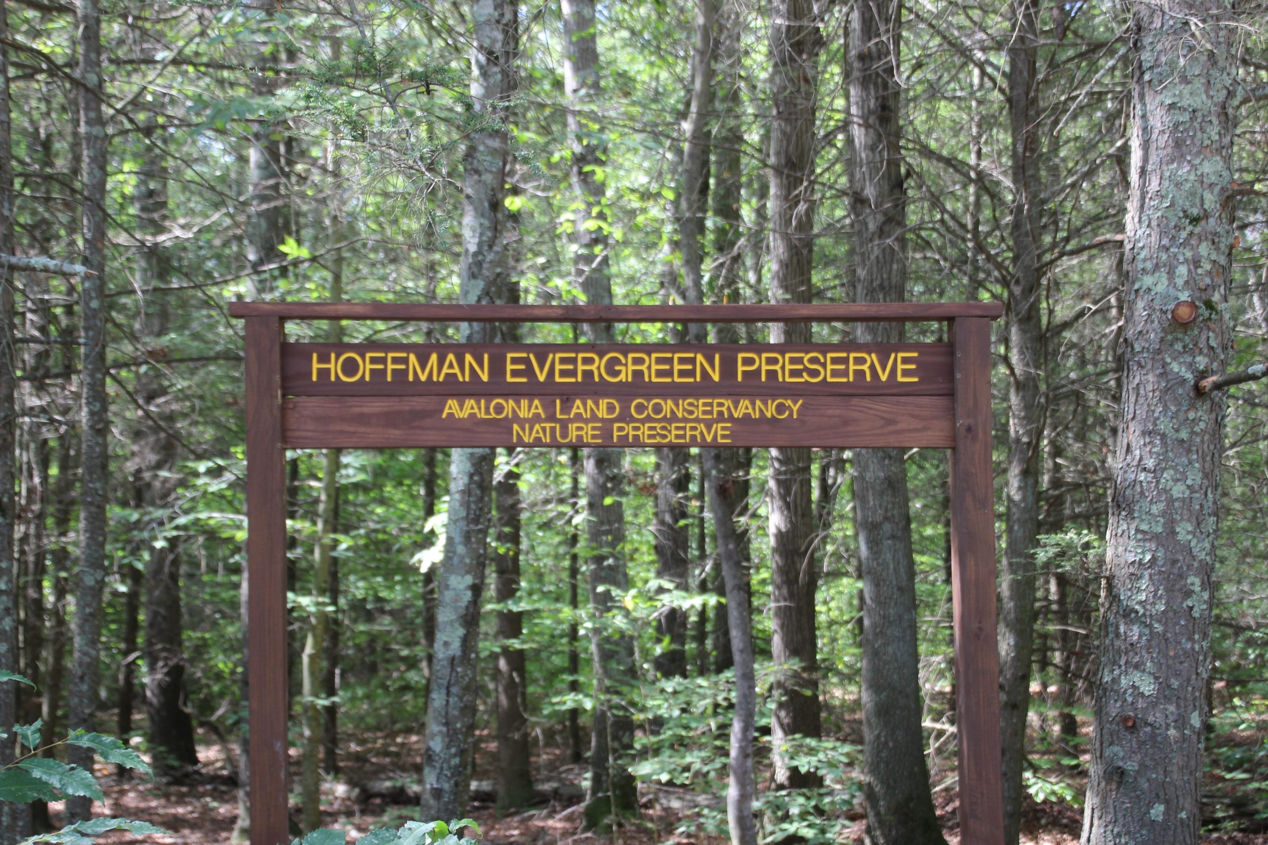 CTSG, Avalonia project looks to prepare forest for the future ...