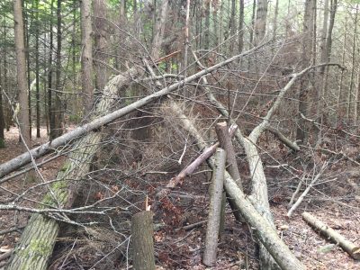 Many trees and large branches were felled by a series of coastal storms, disease and insect infestations, causing the hiking trails to become unsafe.