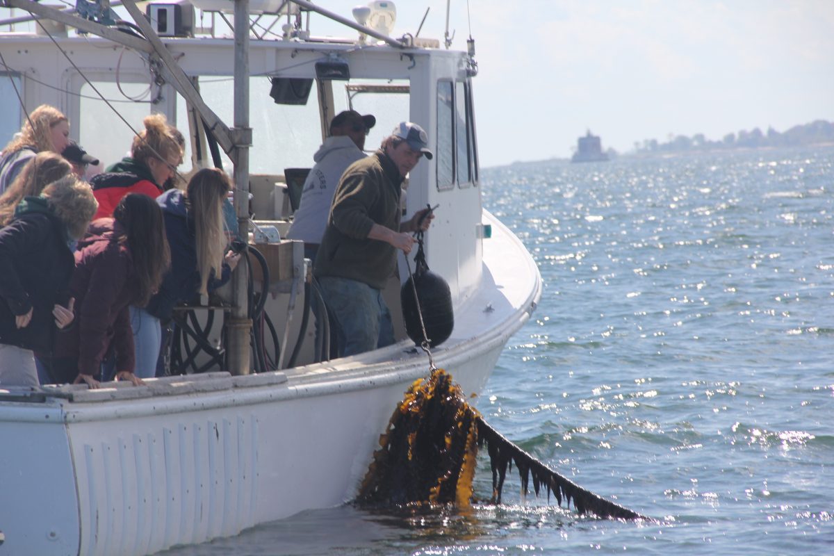 Students in the “Global One Health: U.S. and Irish Perspective” class at the University of Connecticut see kelp harvested from J.P. Vellotti’s beds in Groton as part of a visit to the Noank Aquaculture Cooperative on May 16, 2019, organized by Connecticut Sea Grant.