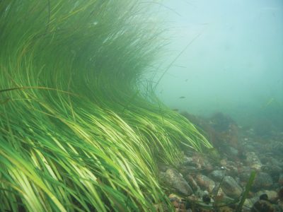 An eelgrass bed off of Fishers Island, N.Y. Eelgrass bed restoration will be the focus of one of the eight research projects.