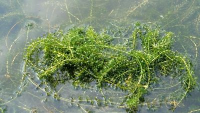 Hydrilla growing in the Connecticut River
