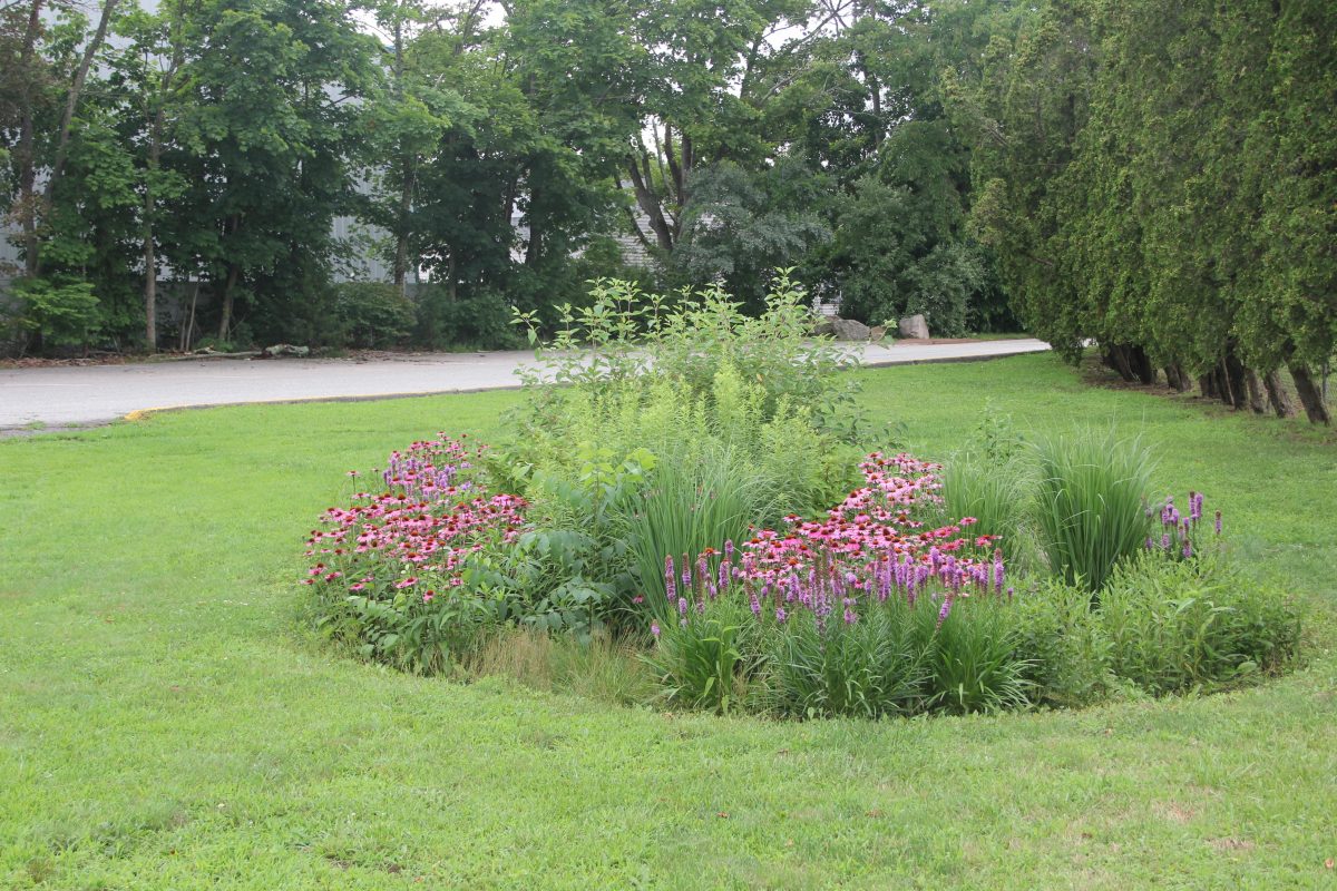 Updated app, new rules & soggy summer: time for a rain garden