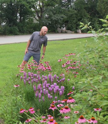 David Dickson spots a skipper butterfly and several bees pollinating on the flowers in the rain garden at East Lyme High School on July 12.