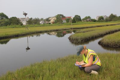 Sarah Crosby, director of Harbor Watch at Earth Place, collects data on grasses at a salt marsh in Groton in July as part of Connecticut Sea Grant-funded research project.