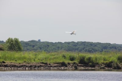 An egret flies over Lord Cove on the Connecticut River in Lyme in June. Lord Cove is one of the areas that will be part of the CT NERR.