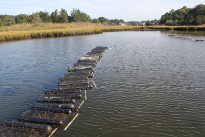 Ceddia and Hamilton grow their oysters in mesh bags suspended from long lines in Beebe Cove.