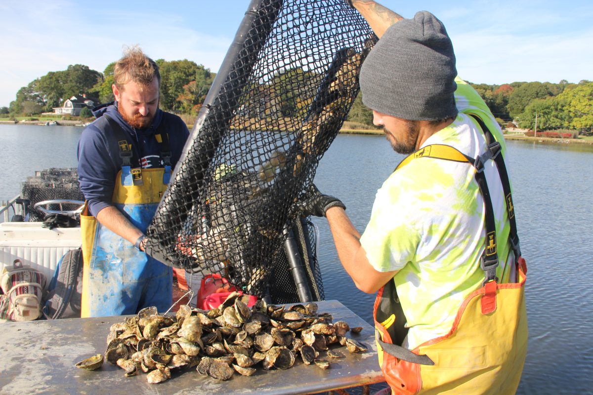 Will Ceddia, left, and Jason Hamilton empty a bag of oysters grown in Beebe Cove to clean and sort them.