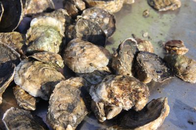Sixpenny Oyster Farm grew about 40,000 for sale so far this year.