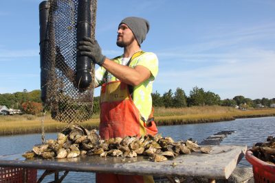 Jason Hamilton empties oysters onto a work table aboard their boat to clean and sort them.