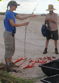 Deborah Abibou instructs volunteers on beach dune grass restoration in Louisiana.