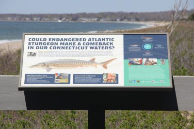 Atlantic sturgeon sign at Hammonassett Beach State Park.