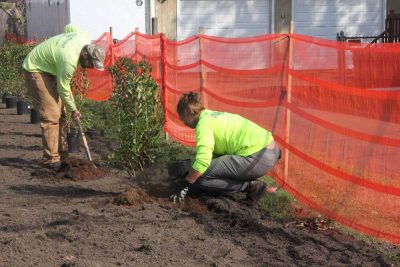 Landscape workers plant bayberry, a native species, in a West Haven neighborhood where more than a dozen homes were purchased by a governmen buyout program after persistent flooding.