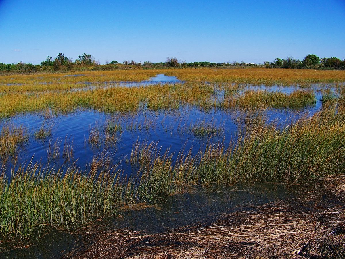 9 projects focus on LIS marshes, water quality, public beaches