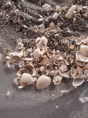 Mollusk shells on the shore of Long Island Sound. Dietl’s project will look at the remains of mollusks to understand past ecological conditions in the Sound.