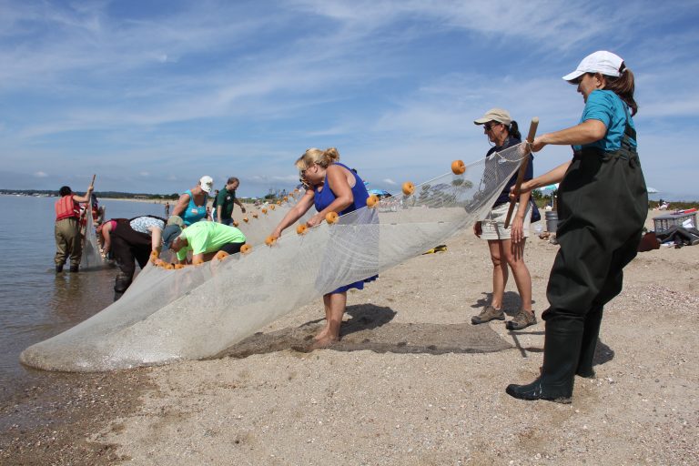 Participants in a Long Island Sound Mentor Teacher professional learning session use a seine net at Hammonassett Beach State Park.