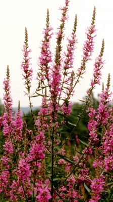 Purple loosestrife is a wetland plant that can rapidly outcompete native plants.