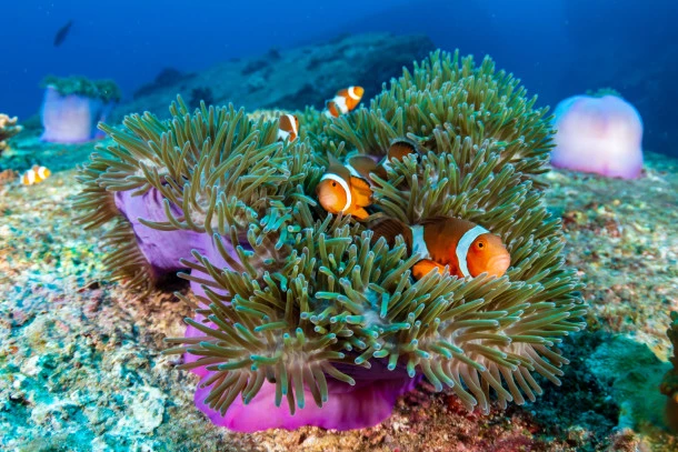 Underwater coral reef with clown fish swimming through.