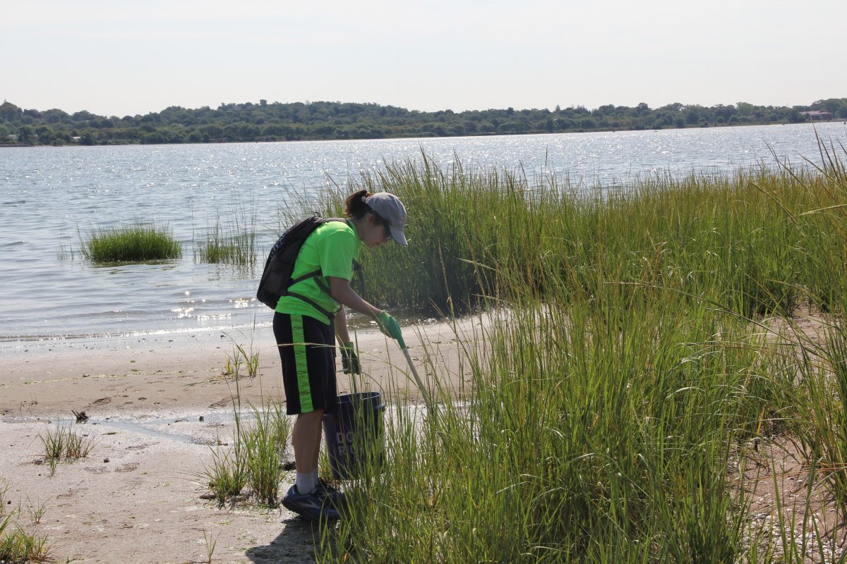 Volunteer Rachel Furey of New Haven noted seeing several fiddler crabs while picking up trash along the shoreline in the Long Wharf Nature Preserve.
