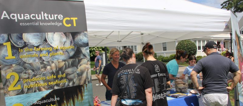 The CT Sea Grant-NOAA Milford Lab booth at the Milford Oyster Festival Aug. 19 drew dozens of visitors to play a shell matching game and see a touch tank with scallops and oysters.