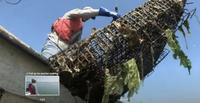 Mike Gilman lifts and oyster cage out of the water during the video.