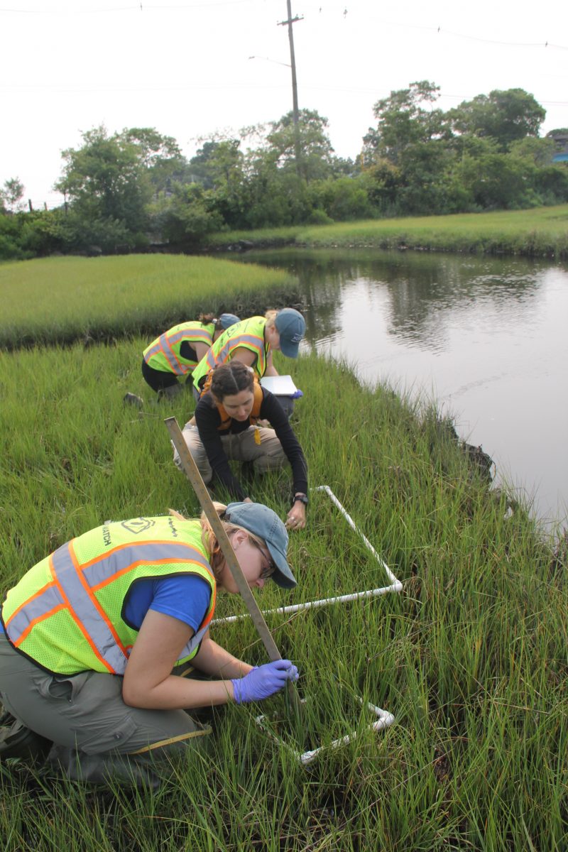 Researchers measure vegetation on a Long Island Sound salt marsh.