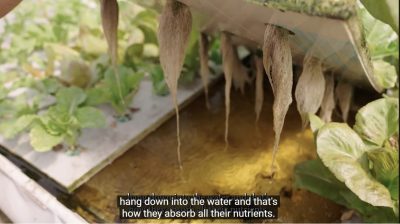 screenshot from video about aquaponics farm