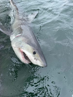 A baby white shark is hooked by a fishing line off Montauk, Long Island.