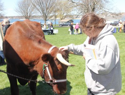 A UConn student pets one of two oxen brought by Tom and Nancy Kalal from their East Lyme farm to the Earth Day event. The oxen are used on fields at the farm.