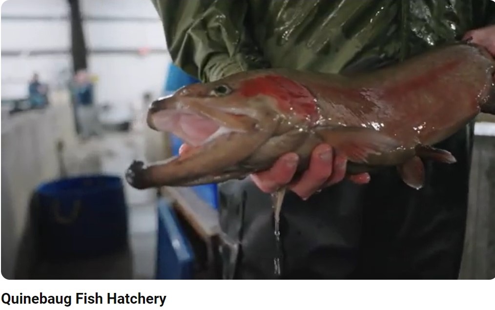 A worker at the Quinnebaug Fish Hatchery holds one of the trout before it spawns.