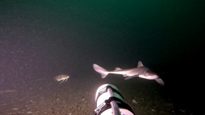 A spiny dogfish, a type of shark found in Long Island Sound, is captured by a baited remote underwater video (BRUV) camera.