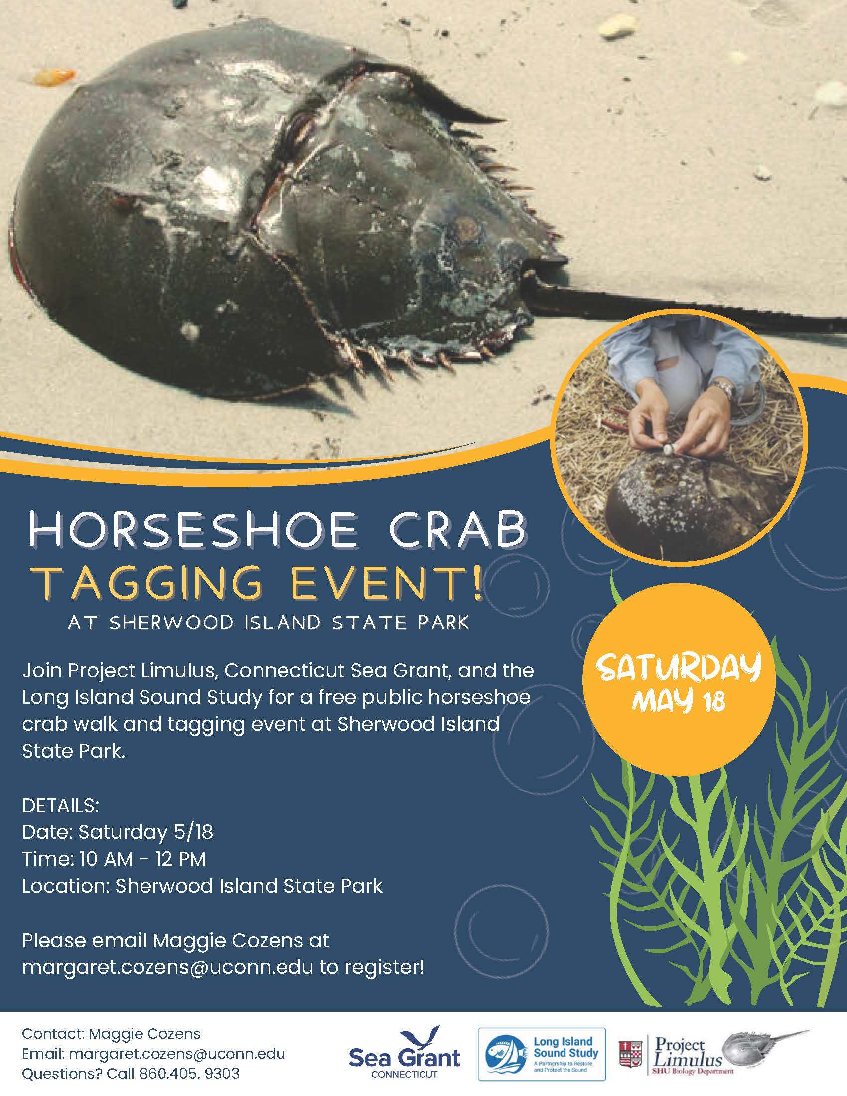 Horseshoe crab tagging event at Sherwood Island State Park