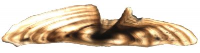 A microphotograph of a transversal section of a black sea bass sagittal otolith. This structure in the inner ear of fish was used in the research project to count and measure annual increments.