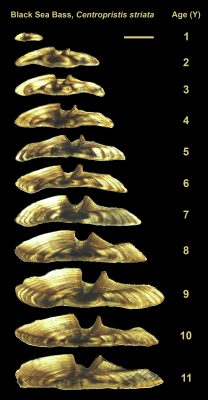 A series of microphotographs of transversal black sea bass otolith sections showing examples of specimens aged 0 – 11 years.