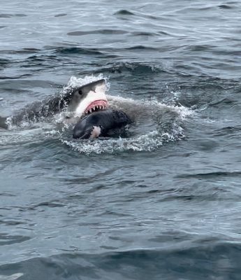 A great white shark closes its jaws around a seal in the waters off Cape Cod, MA.