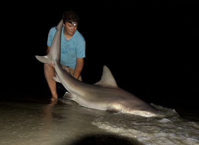 Mills maneuvers a sandbar shark onshore after catching it while fishing on a Connecticut beach on an August evening in 2023. Once the hook was removed, the shark was released.