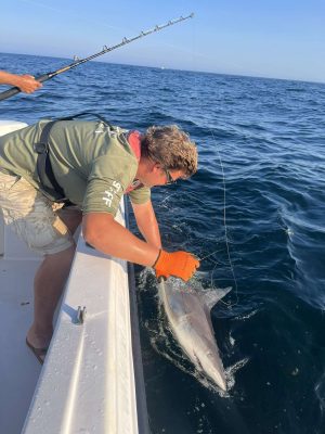 Christopher Mills, UConn Marine Sciences Department technician, works to remove a hook from a sandbar shark he caught while fishing in the waters east of Montauk, Long Island, in August 2022 so the shark could be released.