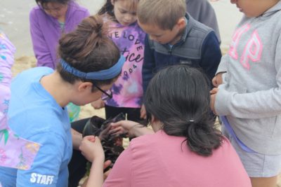 Flanders Elementary School students watch as CT NERR interns measure and tag a horseshoe crab.