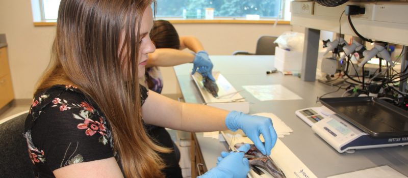 Hannah Roby, a oceanography master's degree student, dissects a black sea bass on July 26 for CTSG-funded research into the diets of black sea bass becoming prevalent in Long Island Sound with rising water temperatures.