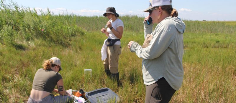 UConn Professor Beth Lawrence, right, talks to a member of her research team while other team members collect gas samples and record data for a CTSG-funded project at Great Meadows Marsh in Stratford on Aug. 12